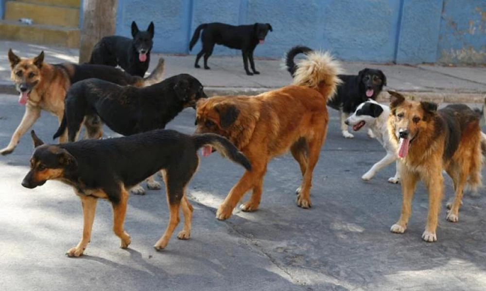 Επίθεση από αγέλη σκύλων σε 17χρονη - Πώς κατάφερε να σωθεί
